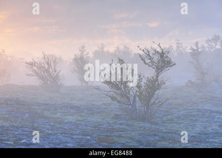 Downy Birken (Betula Pubescens) und Rentier Flechten (Cladonia Rangiferina), Fjell-Landschaft im Herbst mit Nebel Stockfoto