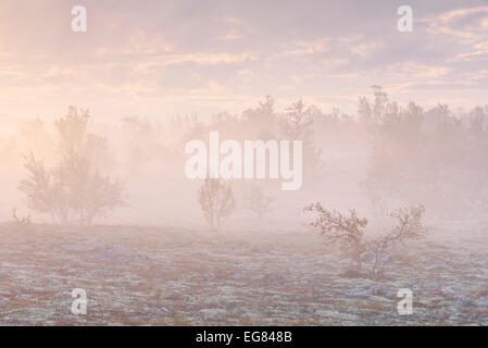 Downy Birken (Betula Pubescens) und Rentier Flechten (Cladonia Rangiferina), Fjell-Landschaft im Herbstnebel Stockfoto