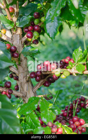 Kaffeebohnen auf Baum im Hof Stockfoto