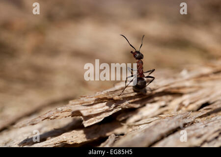 rote Ameisen (Formica Rufa) sitzen auf Rinde Stockfoto