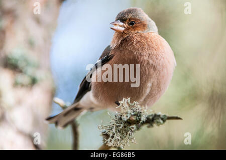 Männlichen Buchfinken auf Ast, Samen im Schnabel Stockfoto