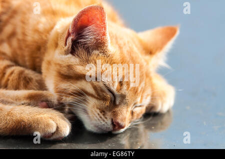 Ingwer-Katze schläft, Nahaufnahme des Kopfes und Vorderpfoten Stockfoto