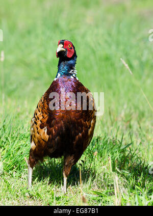 Einen farbigen männlichen gemeinsame Fasan - Phasianus Colchicus im Rasen stehen Stockfoto