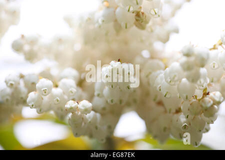 Ganz weiße Blumen Pieris Wald Flamme Strauch im Frühjahr Jane Ann Butler Fotografie JABP790 Stockfoto