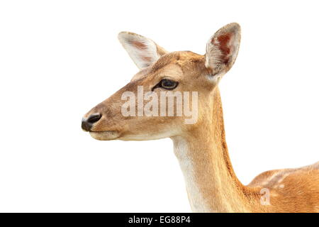 Porträt von Hind Damhirsche (Dama), isoliert auf weißem Hintergrund Stockfoto