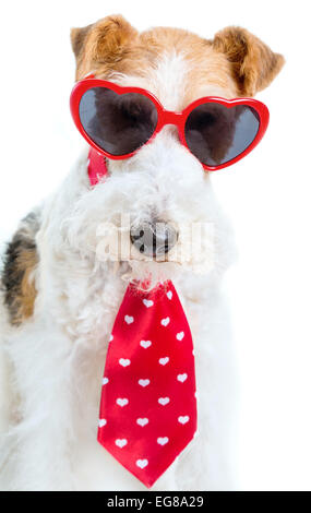 Eine Wire Fox Terrier gekleidet zum Valentinstag. Stockfoto