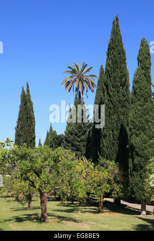 Spanien, Andalusien, Sevilla, La Cartuja, Park, Garten, Bäume, Stockfoto