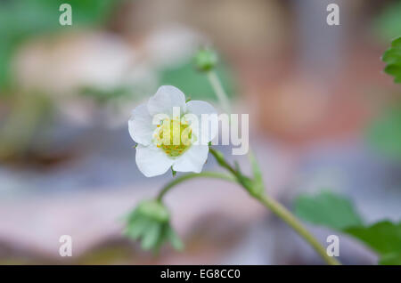 Wilde Erdbeere Blüte - Makroaufnahme einer Blume Stockfoto