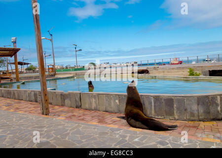 Seelöwen in San Cristobal-Galapagos-Inseln Stockfoto