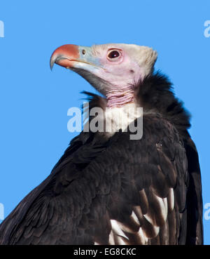 Weiße Spitze Geier (Trigonoceps Occipitalis) Stockfoto