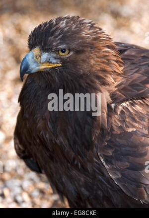 Steinadler (Aquila Chrysaetos) Stockfoto