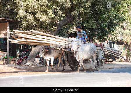 Ochsenkarren, Kuh, Bullen, eine lange Zugbelastung aus Bambusholz Weg in Pagan, Bagan, Burma, Myanmar Stockfoto