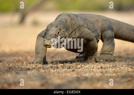 Komodo-Waran (Varanus Komodoensis) Erwachsenen gehen, Insel Komodo, Indonesien, Oktober Stockfoto