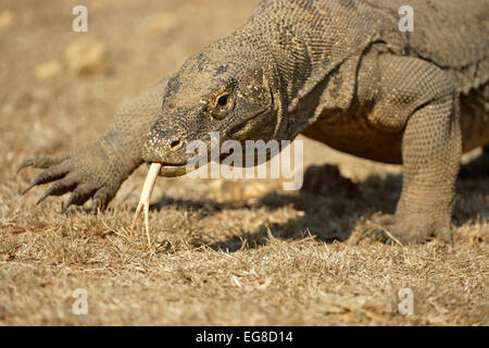 Komodo-Waran (Varanus Komodoensis) Erwachsenen gehen, close-up mit gespaltener Zunge verlängert, Insel Komodo, Indonesien Stockfoto