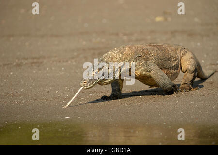 Komodo-Waran (Varanus Komodoensis) Erwachsenen zu Fuß am Strand, Rinca Island, Indonesien, Oktober Stockfoto