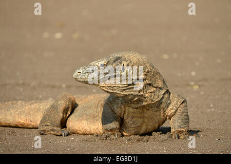 Komodo-Waran (Varanus Komodoensis) Ruhe am Strand, Rinca Island, Indonesien, Oktober Stockfoto