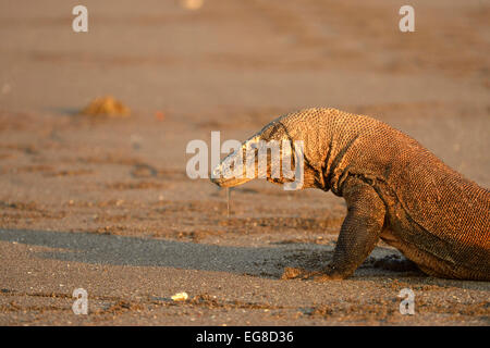 Komodo-Waran (Varanus Komodoensis) in Ruhe am Strand am Meer, Speichel tropft aus dem Mund, Rinca Island, Indonesien, Oktobe Stockfoto