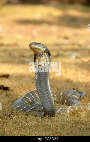 Königskobra (Ophiophagus Hannah) am Boden mit Kopf und Hals, aufgewachsen in Bedrohung Körperhaltung, Bali, Indonesien, Oktober Stockfoto