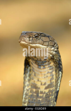 Königskobra (Ophiophagus Hannah) Nahaufnahme des Kopfes, Bali, Indonesien, Oktober Stockfoto