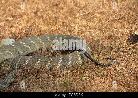 Königskobra (Ophiophagus Hannah) zeigt Rute Muster, Bali, Indonesien, Oktober Stockfoto