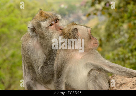 Krabbe-Essen oder Long-tailed Macaque (Macaca Fascicularis) paar Pflege, Bali, Indonesien, Oktober Stockfoto