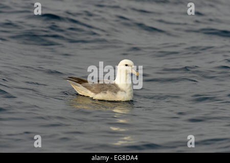 Nördlichen Fulmar (Fulmarus Cyclopoida) in Ruhe auf dem Meer, Baffin Island, Kanada, August Stockfoto