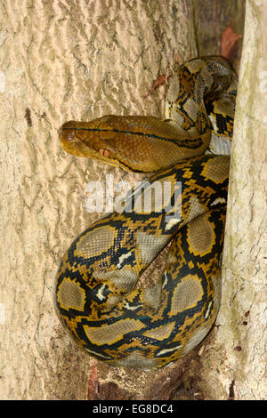 Netzpython (Python Reticulatus) zusammengerollt in Baum, Bali, Indonesien, Oktober Stockfoto