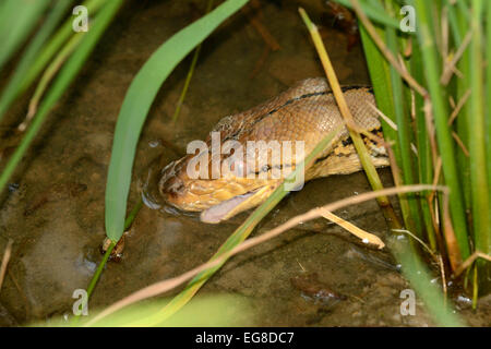 Retikuliert Python (Python Reticulatus) Trinkwasser, Bali, Indonesien, Oktober Stockfoto