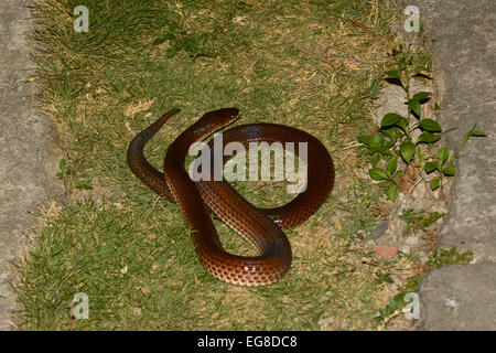 Sunbeam Schlange (Xenopeltis unicolor) Bali, Indonesien, in Gefangenschaft Stockfoto