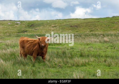 Erwachsenen rote Schottisch-Gälisch oder Highland Cattle auf einer Wiese auf der Isle of Lewis and Harris in den äußeren Hebriden Stockfoto