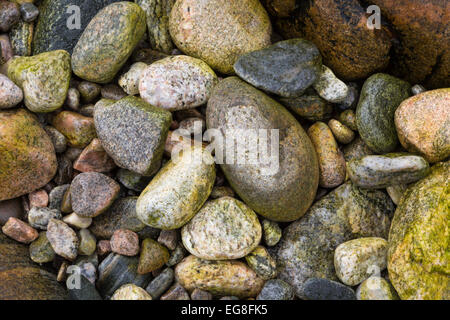 Strand-Felsbrocken bedeckt in Algen einen bunten Hintergrund Stockfoto