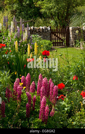 Englischer Landschaftsgarten mit Lupinen, Mohn, Trockenmauer und Holztor, Oxfordshire, England Stockfoto