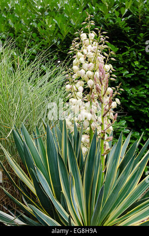 Yucca Gloriosa Variegata in Blüte Stockfoto