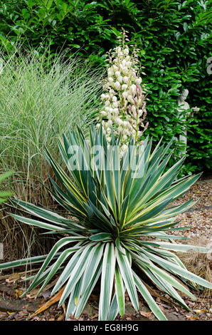 Yucca Gloriosa Variegata in Blüte Stockfoto