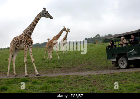 Bilder von der kürzlich eröffneten "Bilder von der kürzlich eröffneten"Afrika-Erlebnis"Port Lympne Wild Animal Park Kent. Stockfoto