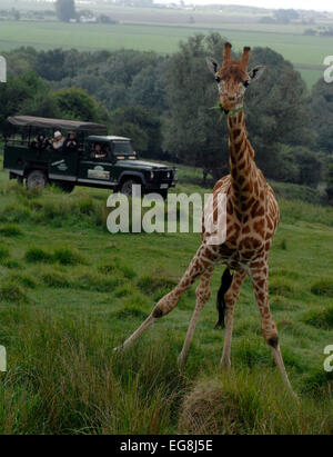 Bilder von der kürzlich eröffneten "Bilder von der kürzlich eröffneten"Afrika-Erlebnis"Port Lympne Wild Animal Park Kent. Stockfoto