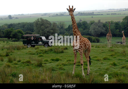 Bilder von der kürzlich eröffneten "Bilder von der kürzlich eröffneten"Afrika-Erlebnis"Port Lympne Wild Animal Park Kent. Stockfoto