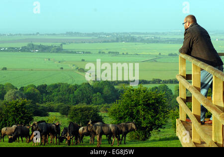 Bilder von der kürzlich eröffneten "Bilder von der kürzlich eröffneten"Afrika-Erlebnis"Port Lympne Wild Animal Park Kent. Stockfoto