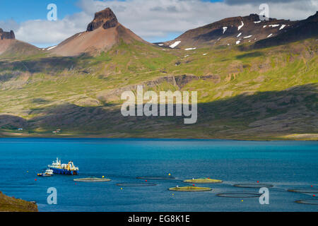 Fischzucht. Berufjordur. Osten Fjorden. Island, Europa. Stockfoto