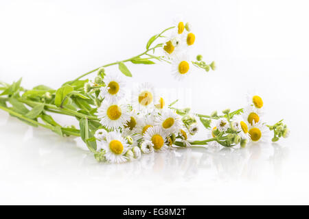Daisy weiße Blume isoliert Blumen Gänseblümchen Stockfoto