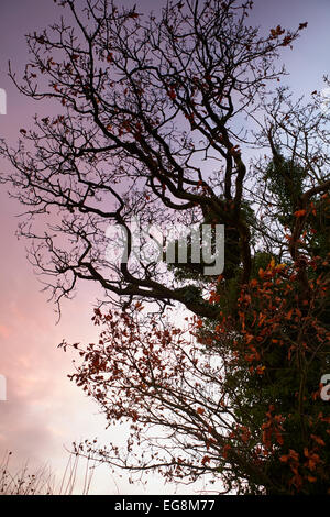 Herbstliche Eiche gegen ein dunkler werdenden Himmel Stockfoto