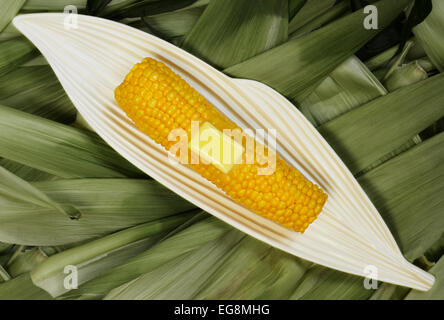 Dampfend heiße Mais Maiskolben mit zerlassener Butter in eine geformte weiße Schüssel auf einem Hintergrund mit Mais lässt Stockfoto