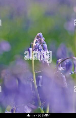 Glockenblumen in Sisland Carr Wald, Norfolk, Großbritannien Stockfoto