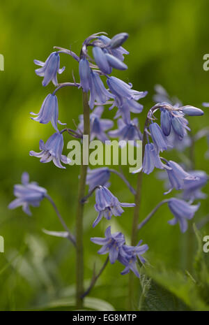 Glockenblumen in Sisland Carr Wald, Norfolk, Großbritannien Stockfoto