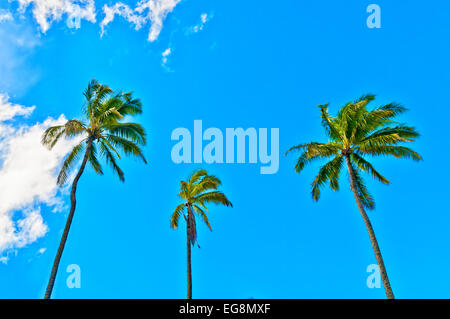 Palmen mit sonnigen und wolkigen Himmelshintergrund Stockfoto