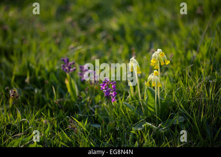 Frühe lila Orchidee und Schlüsselblume Blumen in Wink Wiese Erhaltung Bereich, Metfield, Suffolk, Großbritannien Stockfoto