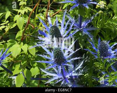 blaue Distel Stockfoto