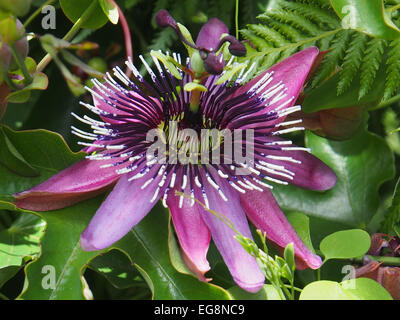 Passionsblume Stockfoto