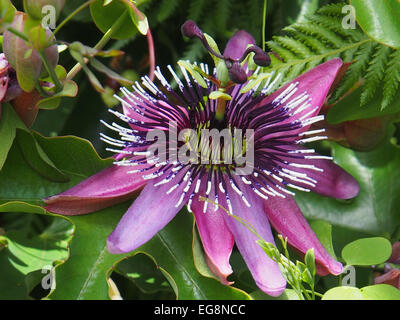 Passionsblume Stockfoto
