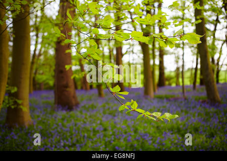 Glockenblumen in Sisland Carr Wald, Norfolk, Großbritannien Stockfoto